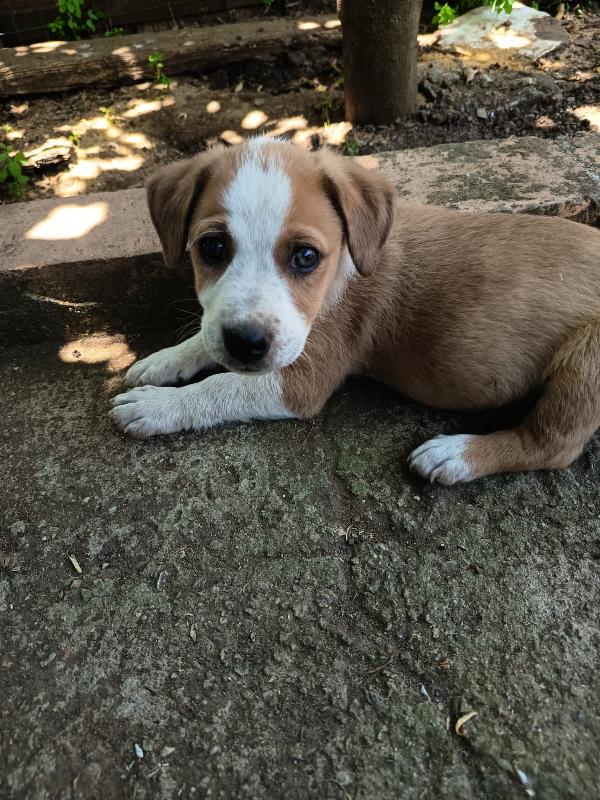 💛BIRILLO, SPLENDIDO DOLCE CUCCIOLO, CERCA CONDIVISIONI E ADOZIONE 🏠 Foto 4